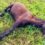 Death of Eight Manipuri Ponies in Kakching a Concern; Laboratory Diagnosis Awaited