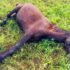 Death of Eight Manipuri Ponies in Kakching a Concern; Laboratory Diagnosis Awaited